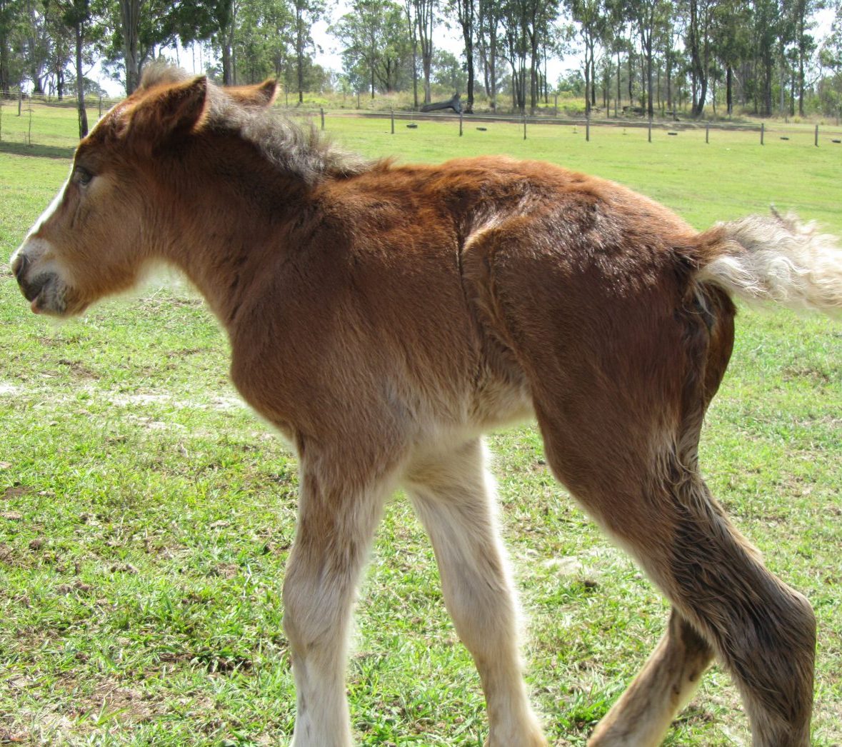 Foal needing EMRT